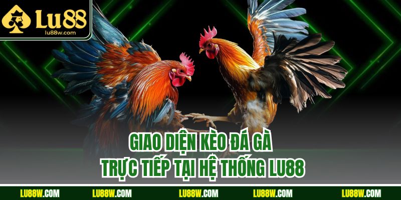 Giao diện kèo đá gà trực tiếp tại hệ thống LU88