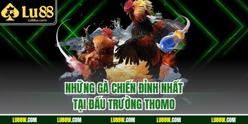 Những gà chiến đỉnh nhất tại đấu trường thomo 