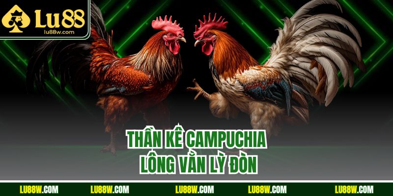 Thần kê Campuchia lông vằn lỳ đòn