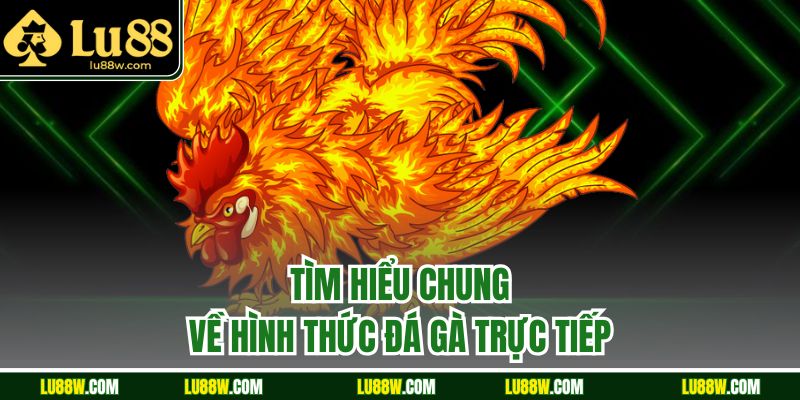 Tìm hiểu chung về hình thức đá gà trực tiếp 