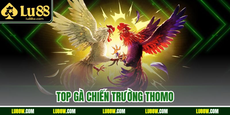  Top Gà Chiến Trường Thomo Làm Mưa Làm Gió Tại Nhà Cái Lu88