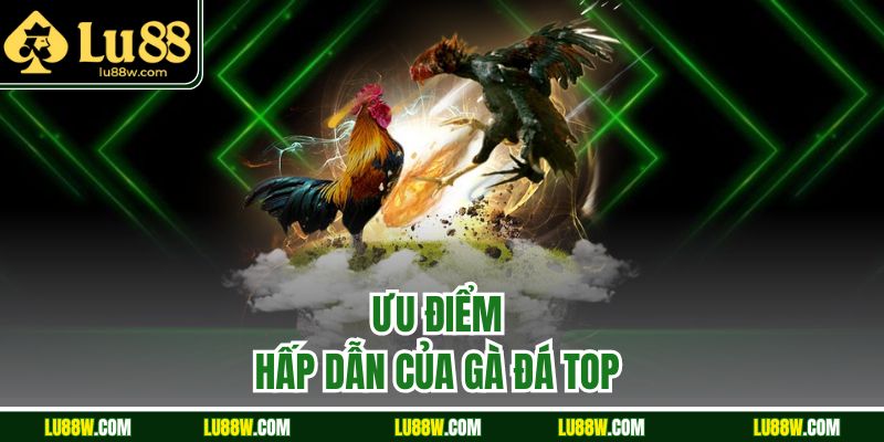 Ưu điểm hấp dẫn của gà đá top 